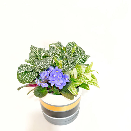 Plant Arrangement Philodendron and African Violet in Stripe Ceramic Planter