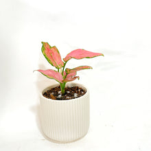  Potted plant with pink leaves in a white pot on a white background