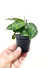 2" Aglaonema 'Pictum Tricolor'