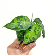  Aglaonema_Pictum_Tricolor_8d915c48-ae23-4ed3-9d6a-7350e8af4ece