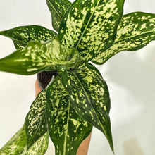  Aglaonema_Snow_White