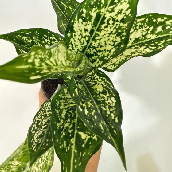 Aglaonema_Snow_White