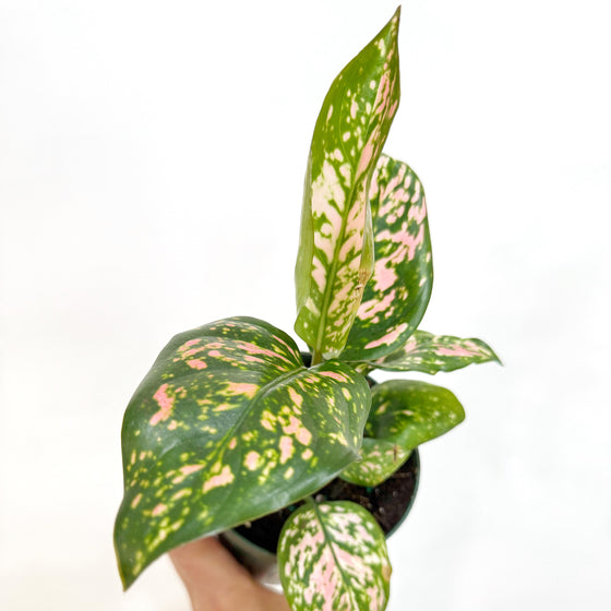 Aglaonema_Wishes