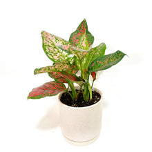  Potted plant with green and pink leaves on a white background