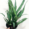 Aglaonema_cutlass
