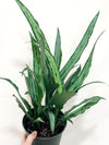 6" Aglaonema Cutlass