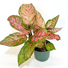  Aglaonema_red_valentine_44100697-f931-459c-914c-77764b6316ca
