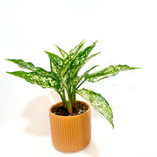  Aglaonemainbrownplanter