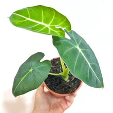  4" Alocasia Flydek