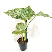  Alocasia_Adora_batik