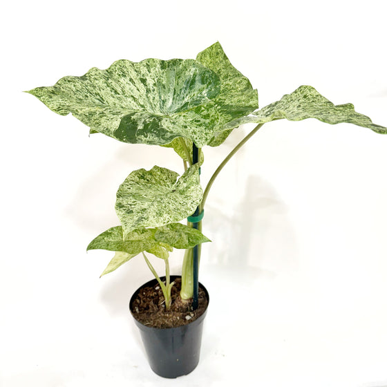 Alocasia_Adora_batik
