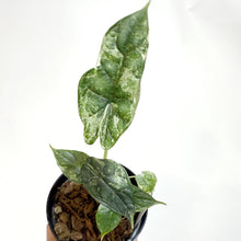  Alocasia_Dragon_Scale