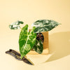 Alocasia_Frydek_variegated