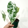 Alocasia_Frydek_variegated
