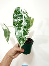 4" Variegated Alocasia 'Frydek'