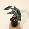 Alocasia_Longiloba_Dragron_Tooth