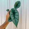  Alocasia_Platinum