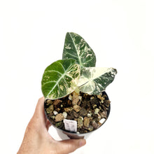  Alocasia_black_velvet