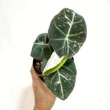  Alocasia_pink_black_velvet_low