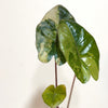 Alocasia_yucatan_var