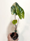 Alocasia Yucatan Princess Variegated 3"