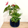 Anthurium_Red_arrangement