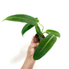 4" Anthurium Warocqueanum "Dark Queen"
