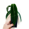 Anthurium_warocqueanum