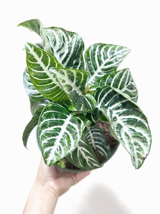 6" Aphelandra Zebra