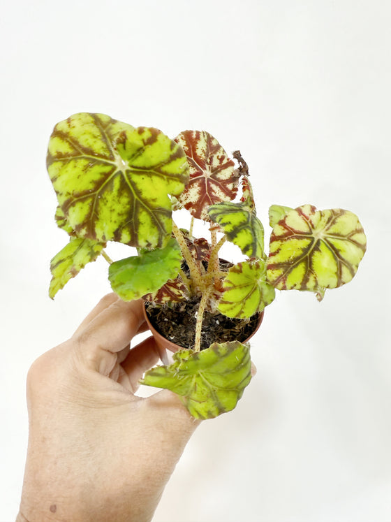 2" Begonia Rex Mix