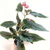 Begonia_Ginny_Galaxy