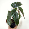 Begonia_ginny_Galaxy