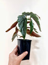 4" Begonia "Ginny Galaxy"