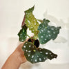 Begonia_maculata