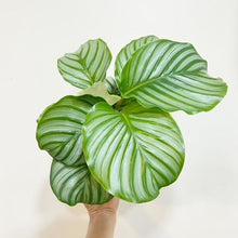  4" Calathea Orbifolia