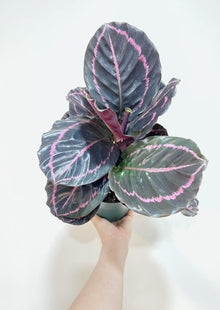  4" Calathea Dottie