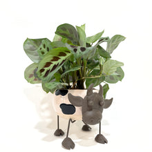  Calathea_Cow_planter