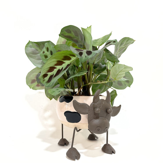 Calathea_Cow_planter