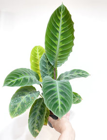  6" Calathea Jungle Velvet