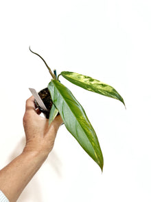  2" Philodendron Caramel Marble