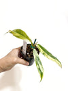 2" Philodendron Caramel Marble