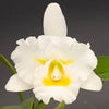 Cattleya Orchids Premium - Bc.Island Charm "OC"