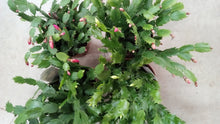  6" Christmas Cactus