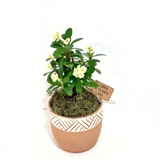 Crown_of_Thorn_planter