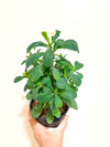 Crown of Thorns Yellow Flower in Clay Planter