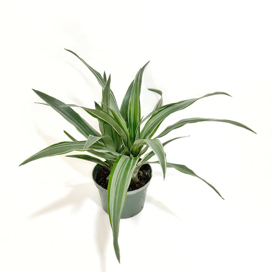 6" DRACAENA Warneckii
