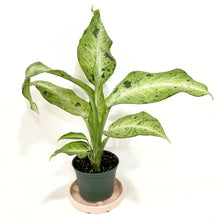  Dieffenbachia Camo