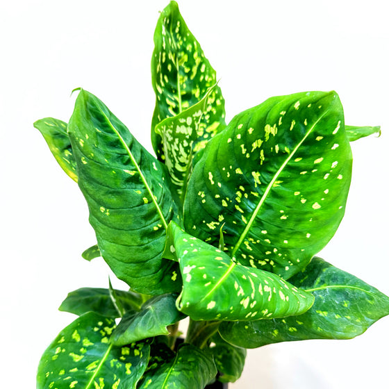 dieffenbachia reflector light 6" Dieffenbachia Reflector – Leaf & Moss