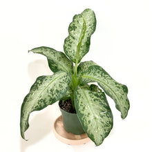  Dieffenbachia_memori_corsi