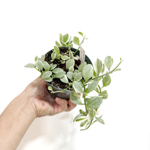  Dischidia_oiantha